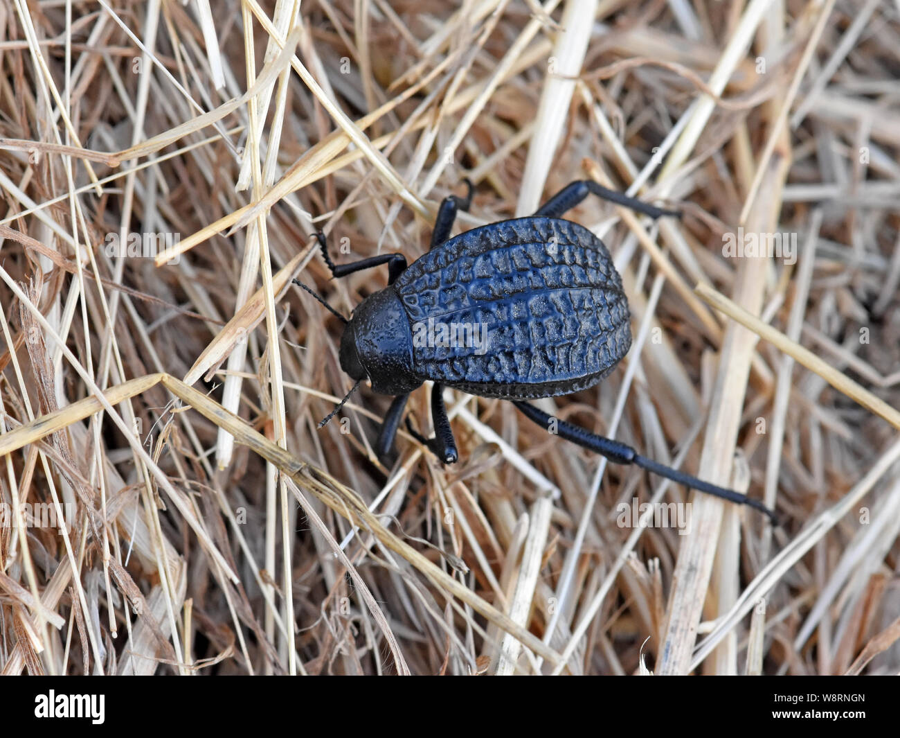Schwarze Käfer, adesmia Abbreviata, Wandern auf trockenem Gras Stockfoto