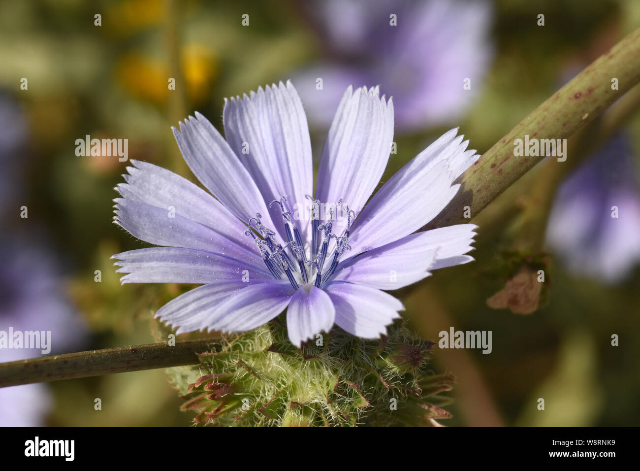 Chicorée-Blume Stockfoto