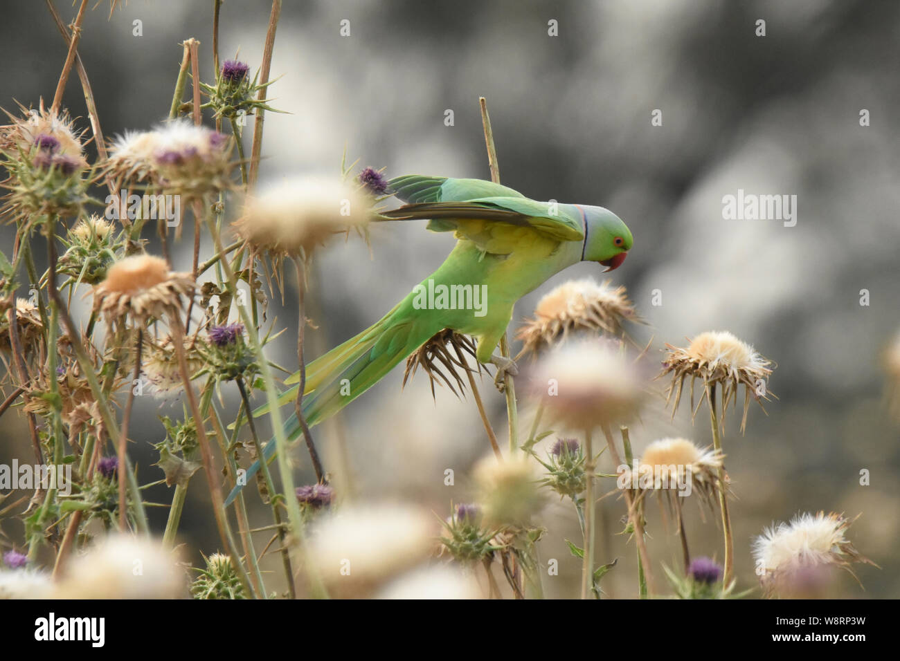 Rose ringed parakeet ernähren sich von Thorn Stockfoto