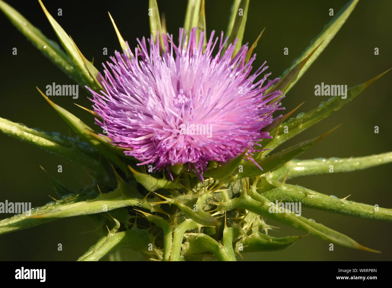 Silybum marianum, Heilige Distel, Mariendistel. Stockfoto
