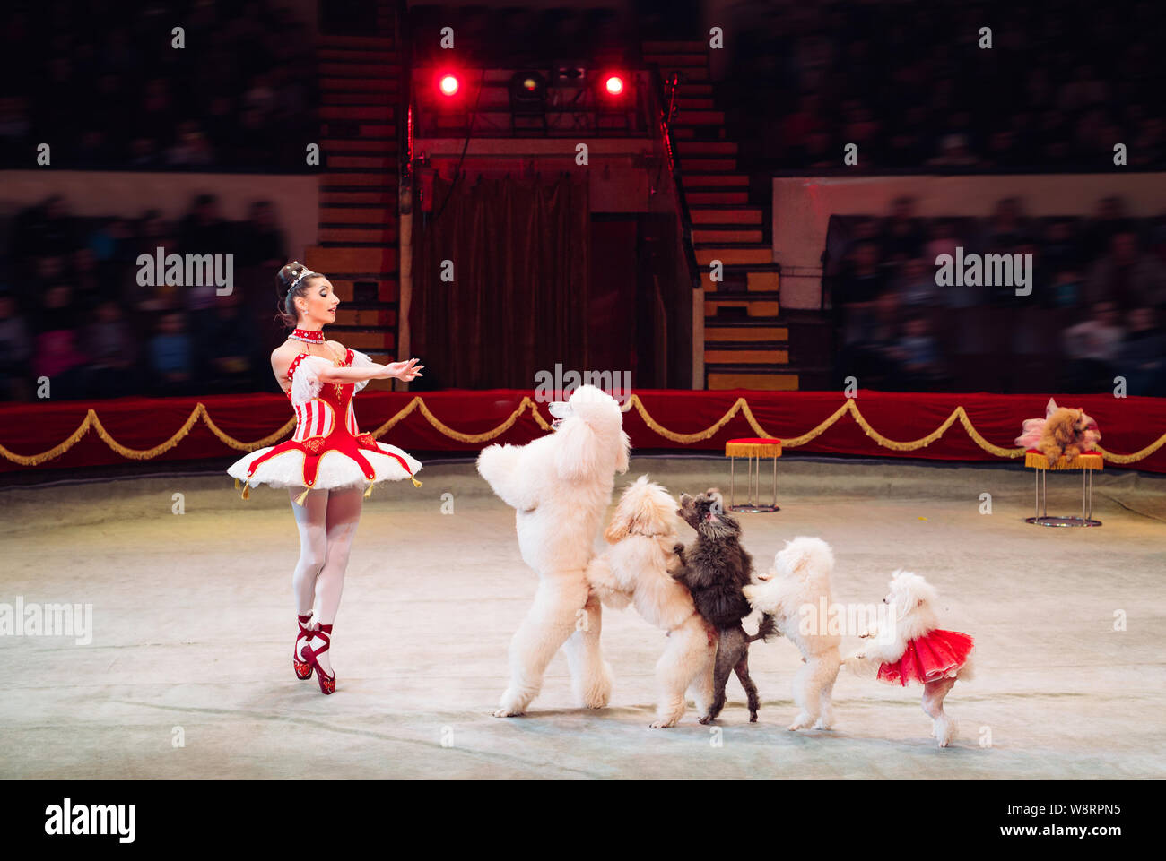 Die Hunde Leistung in der Zirkusarena. Stockfoto