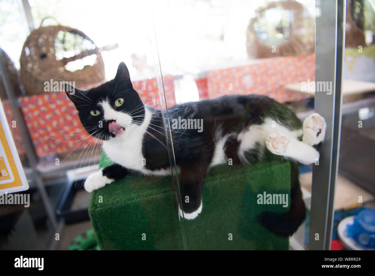 Tierheim Berlin Stockfotos Tierheim Berlin Bilder Alamy