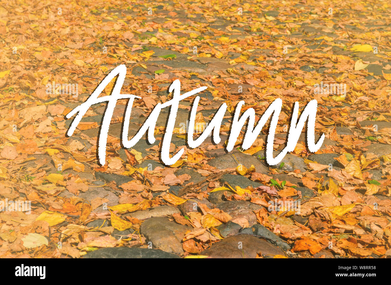 Herbst Straße in den Park. Trocken ahorn Blätter liegen auf der Straße mit Steinen ausgekleidet. Old Street. Hintergrund mit Text Herbst. Stockfoto