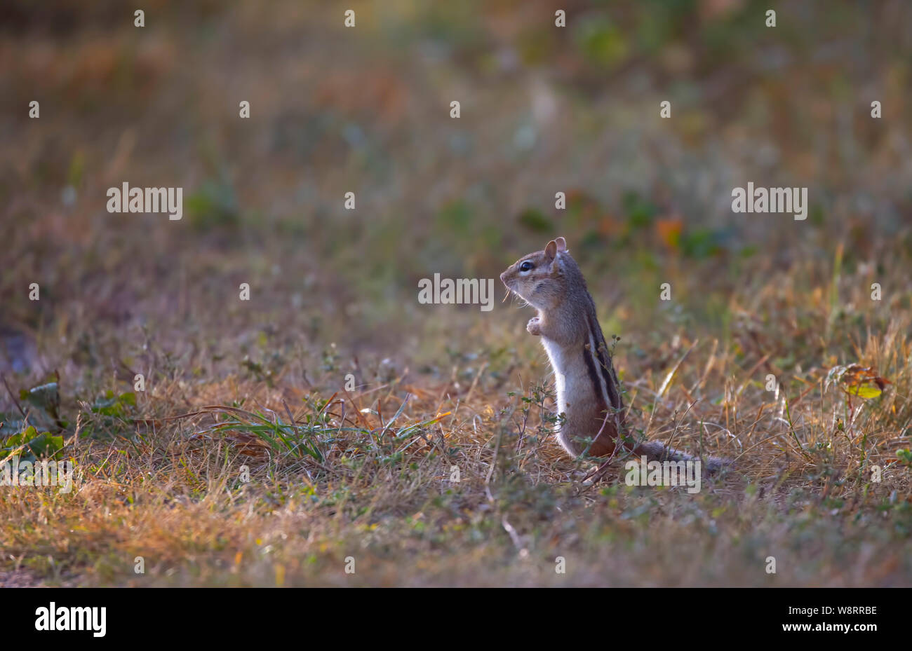 Eastern chipmunk stehen im frühen Morgenlicht in Ottawa, Kanada Stockfoto