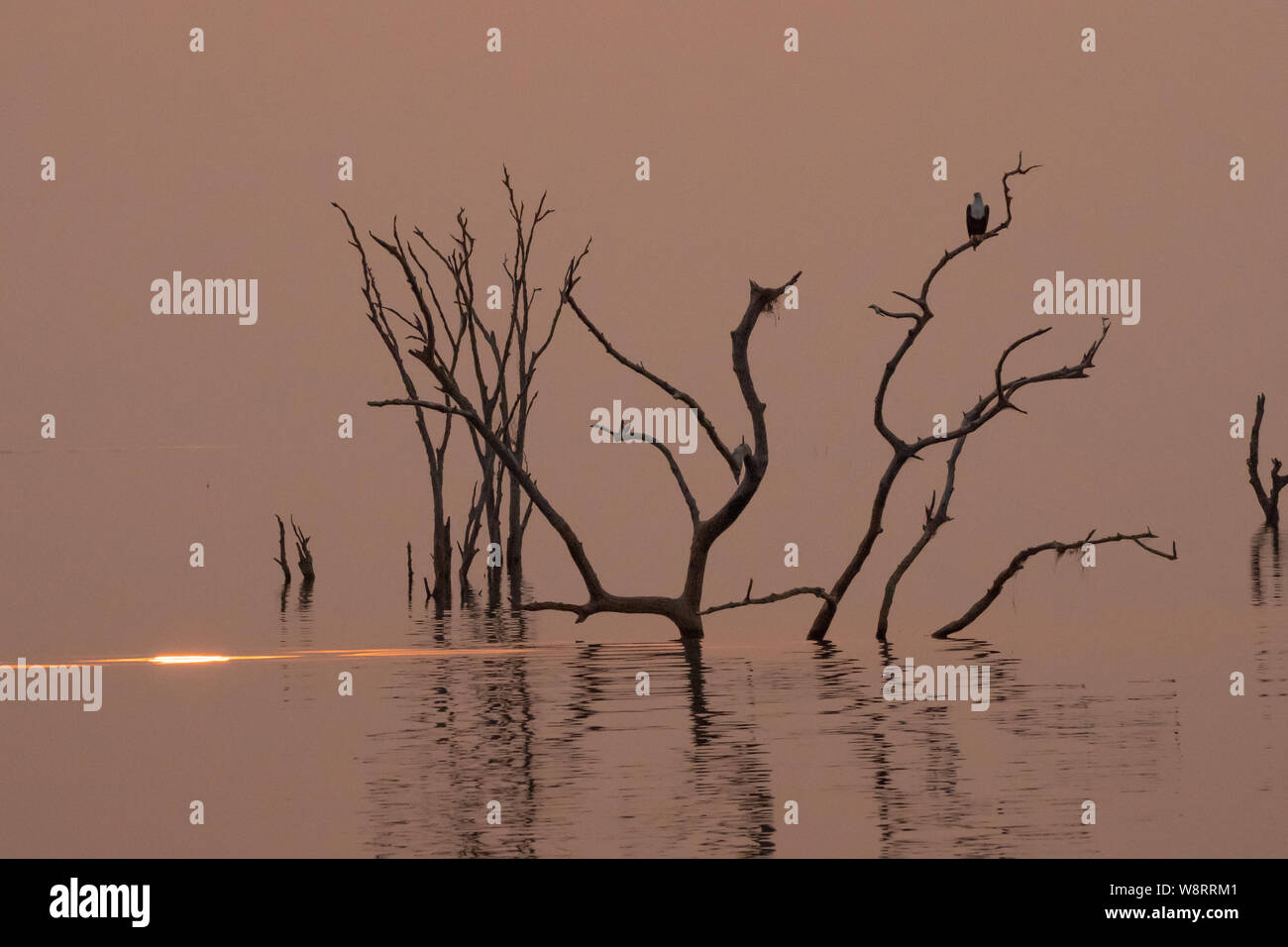 Sonnenuntergang am Lake Kariba, Simbabwe Toten Baumstümpfen im Vordergrund. Stockfoto