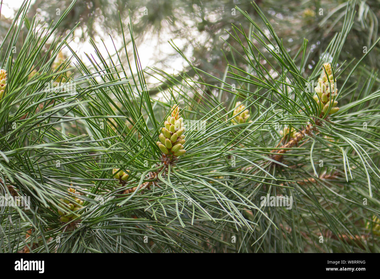 Niederlassungen der Kiefer mit Zapfen. Nadelbaum, tannennadeln der Knospen und Kegel, close-up gelb Kiefer Stockfoto