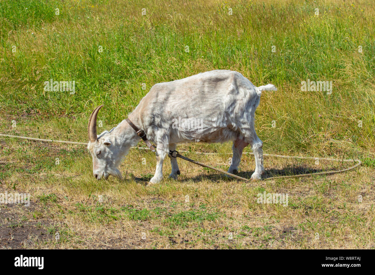 Inländische Ziege ist Grasten auf einer Wiese im Dorf. Landwirtschaftliche Molkerei Tier weiße Ziege mit Hörnern, getrimmt Wolle, Milch Euter. Ziege kragen Beweidung in Stockfoto