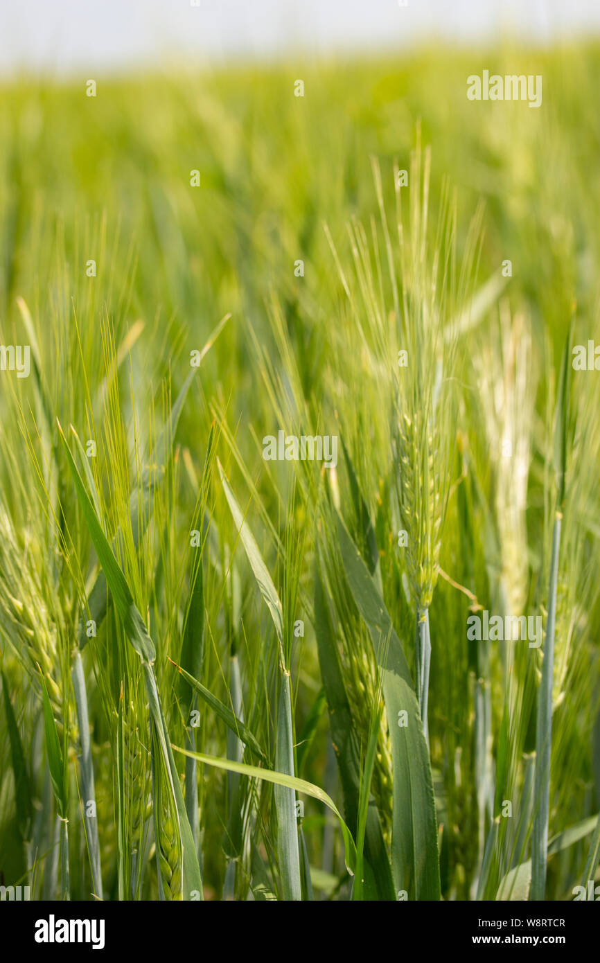 Ohren von Gerste Hintergrund vertikal. Grün hell reif Ohren von Roggen Weizen Gerste auf einem Bauernhof Feld, winter Getreide. Spikes mit Stängel und Blätter Grannen Stockfoto