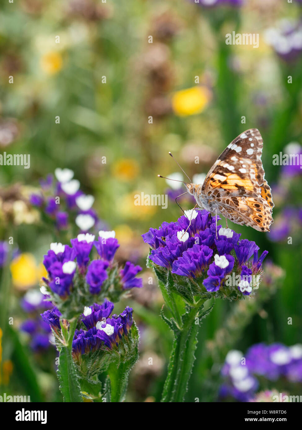 Painted Lady butterfly Fütterung auf Limonium sinatum Blumen. Stockfoto