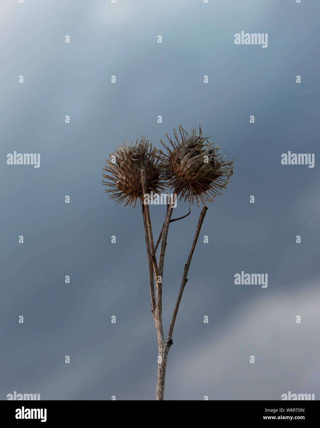 Big bur mit Samen gegen einen dramatischen Himmel trockenen Zweig der Klette schöne willst, Herbst Abendhimmel Klette Stockfoto