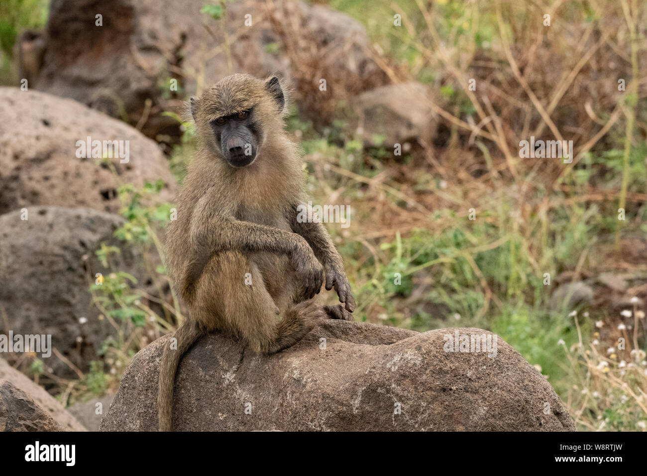 Olive baboon (papio Anubis). In Lake Manyara, Tansania fotografiert. Stockfoto