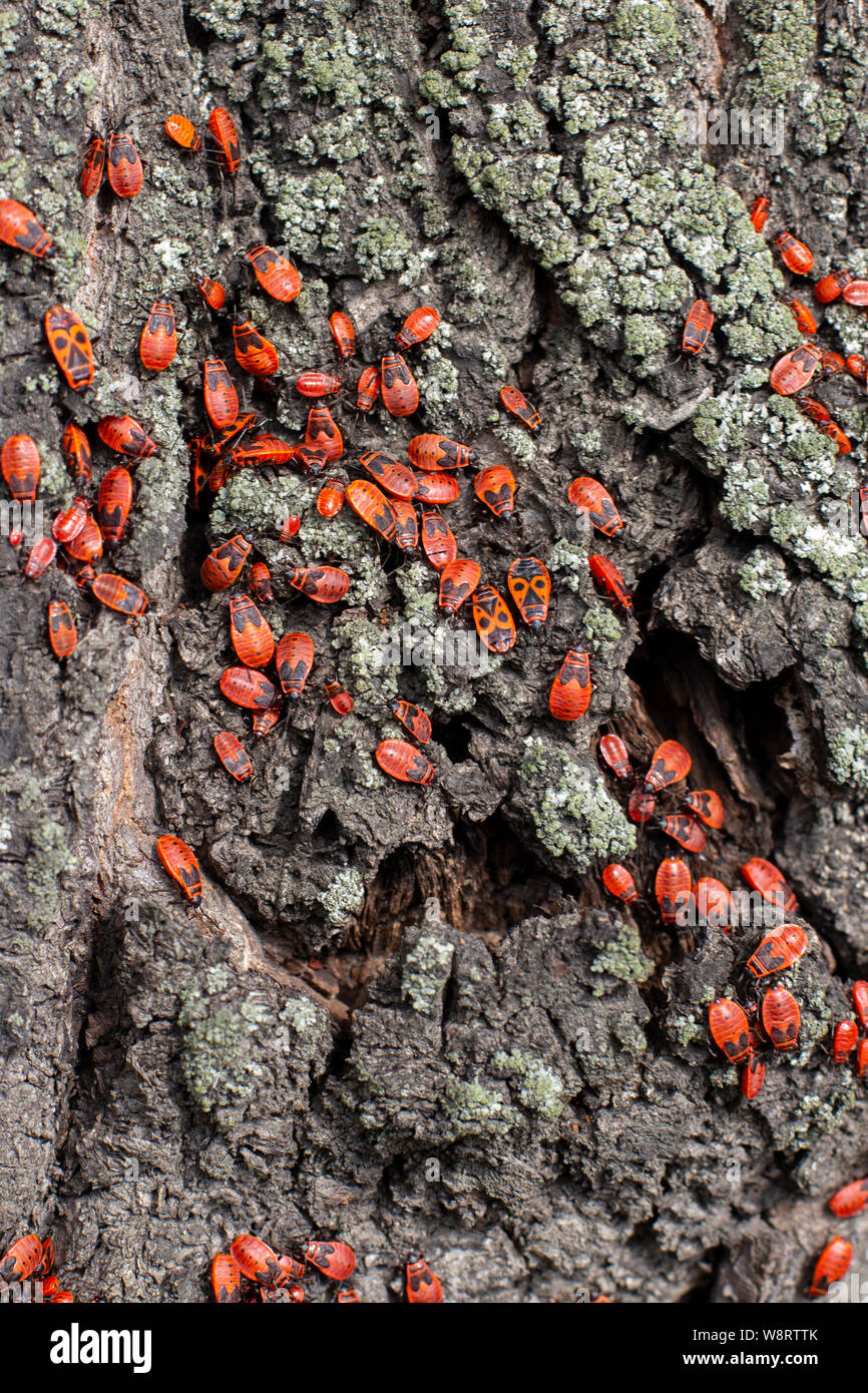 Soldat Bug Firebug, eine große Kolonie von Linden Pyrrhocoris apterus auf einem Baumstamm