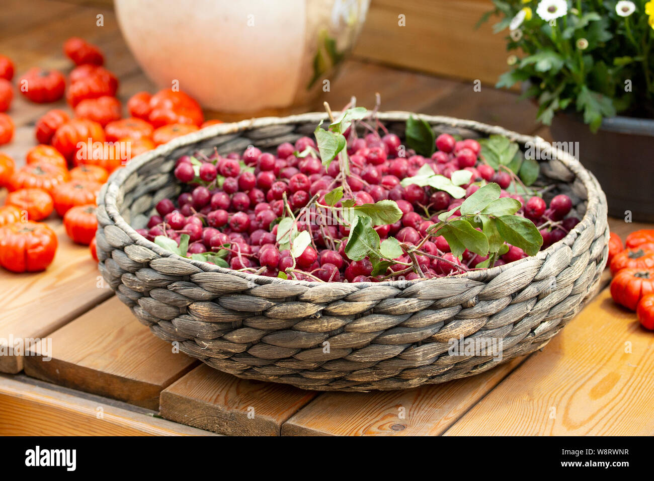 Schwarz Aronia Beeren in einem Weidenkorb. Harvest Festival, schwarz Rowan Cluster in einer Schüssel mit Blättern Stockfoto