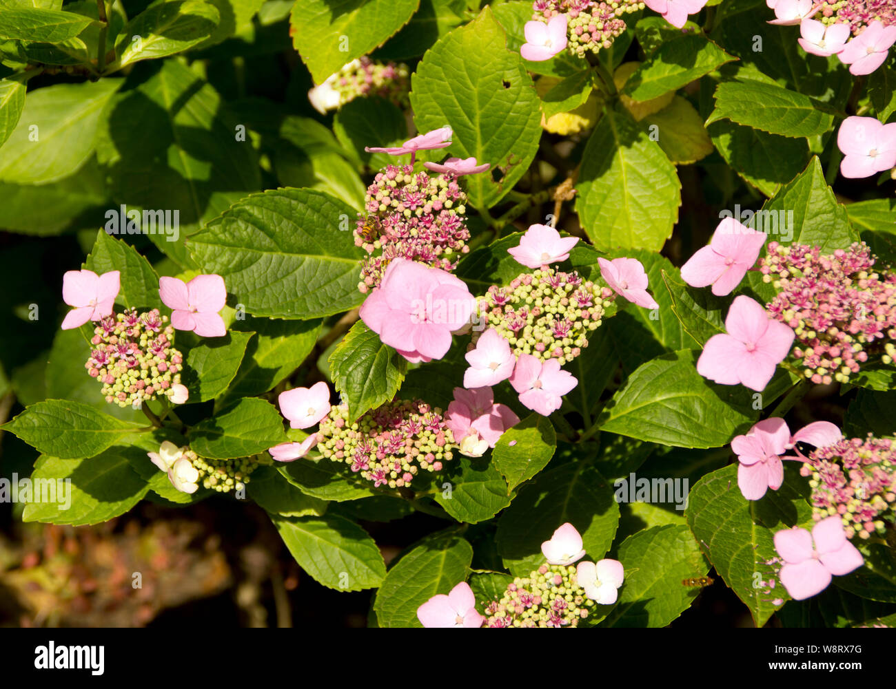 Hydrangea Macrophylla "Blue Wave" Stockfoto