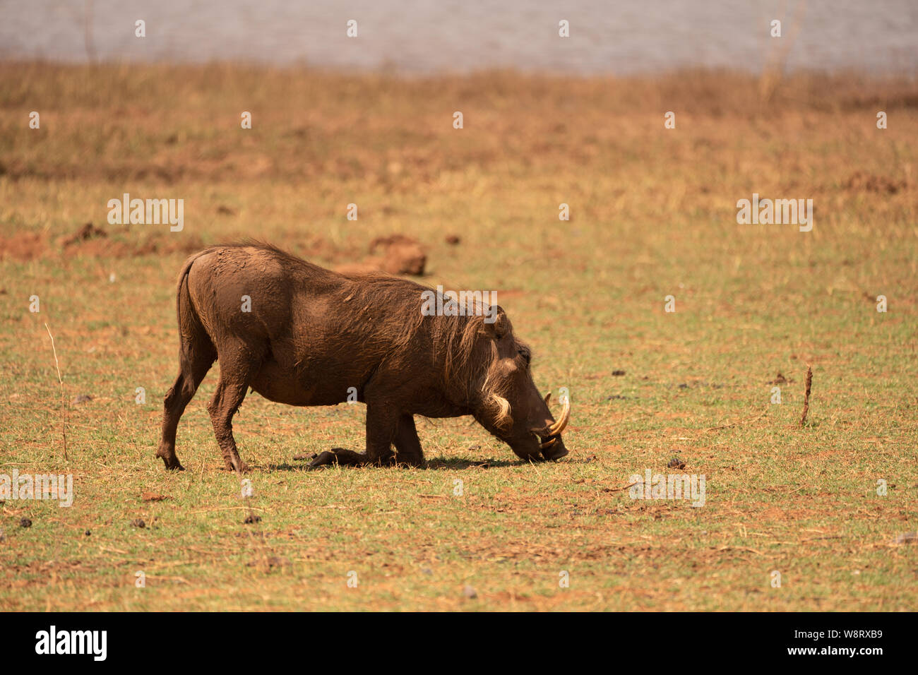 Gemeinsame Warzenschwein (Phacochoerus africanus) in Lake Kariba Nationalpark fotografiert, Simbabwe Stockfoto