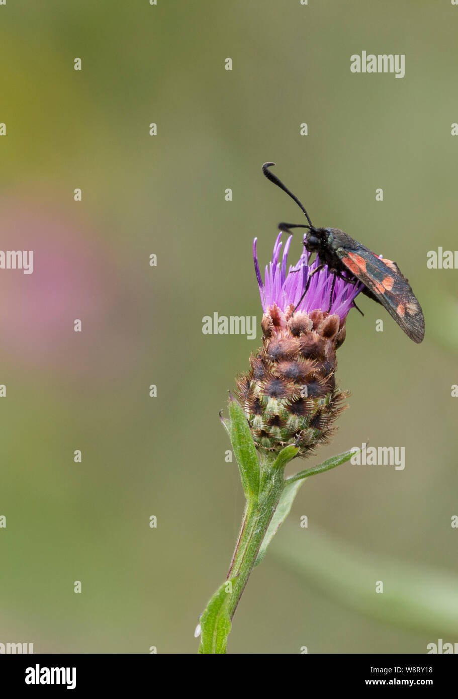 Sechs spot Burnet Motte (Zygaena Filipendulae) auf lila Blümchen des flockenblume (Centaurea nigra) oder hardheads. Grünlich-schwarze Motte mit roten Flecken am Flügel. Stockfoto