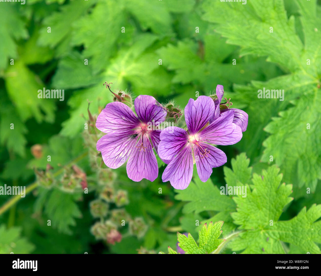 Geranium x magnificum Stockfoto