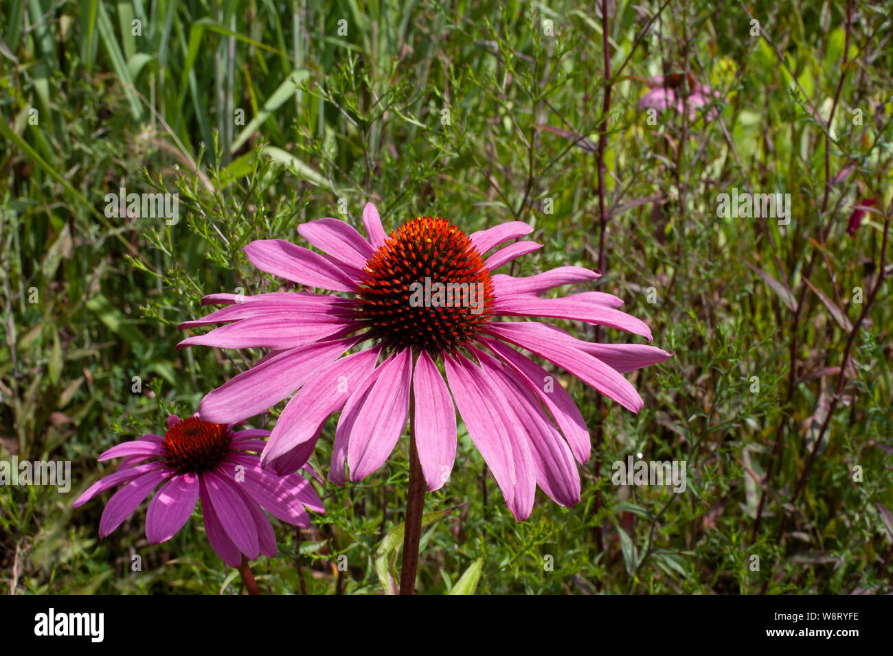 Echinacea Purpurea Pink Sonnenschirm Stockfoto