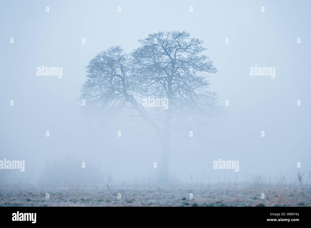 Allein Baum, der aus einem Nebel im frühen kalten und nebligen Winter morgen Stockfoto