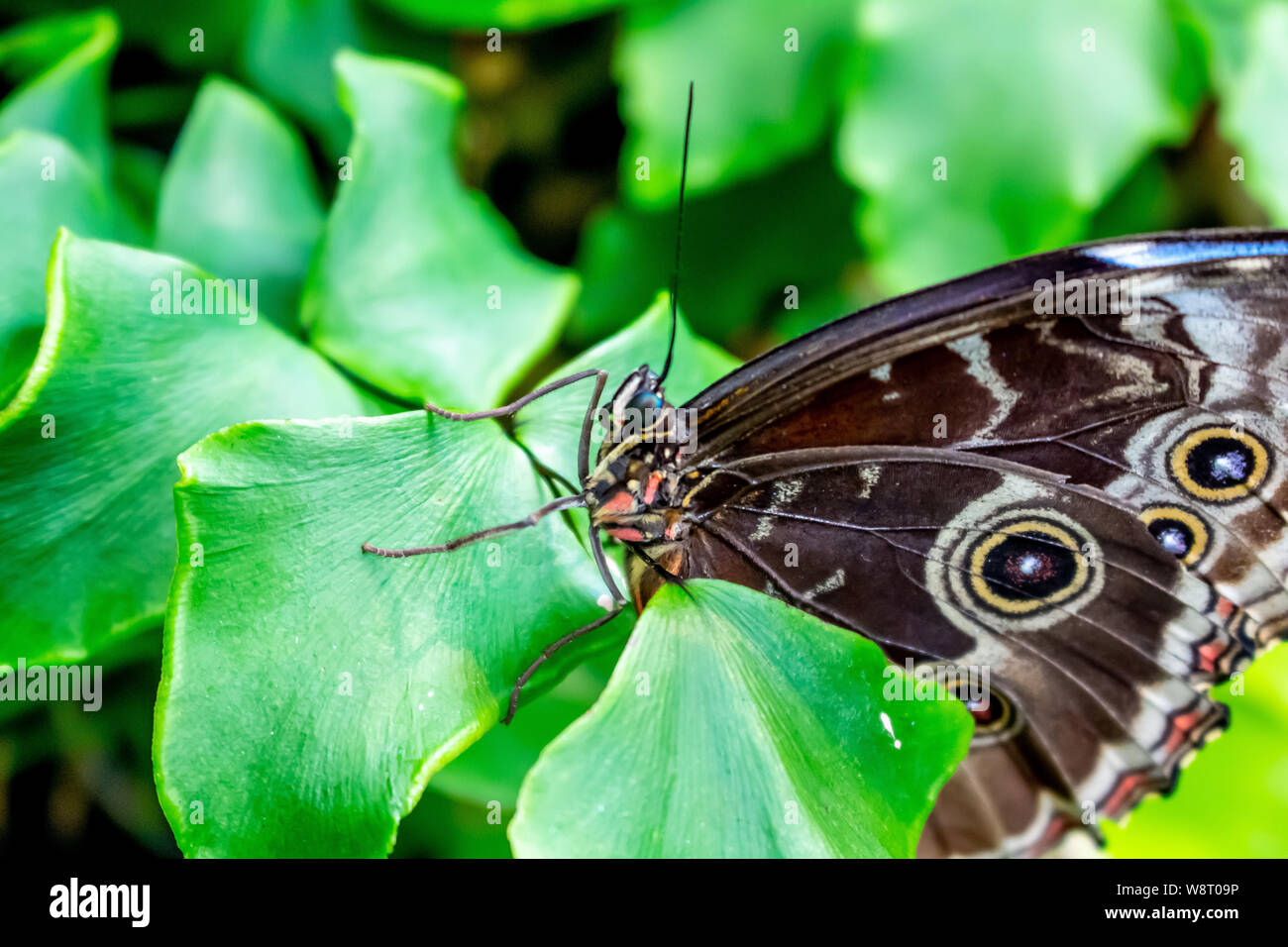 Ein Schmetterling ruht auf einem hellen Grün Blatt in einen Innengarten. Stockfoto