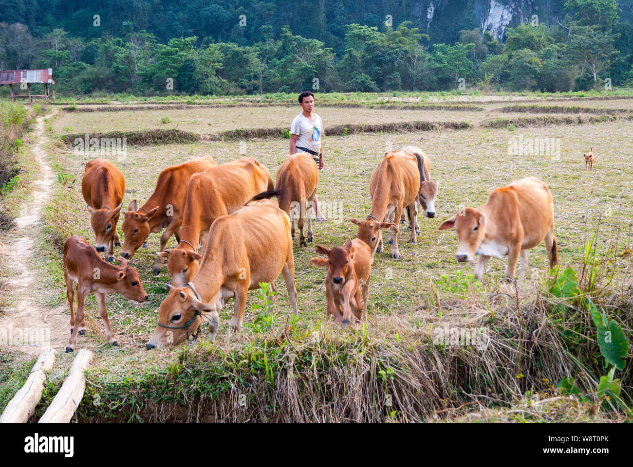 Vang Vieng, Laos - Feb 2016: laotischen Mann mit dem gehört der Kühe auf trockenem Reis Paddy Stockfoto