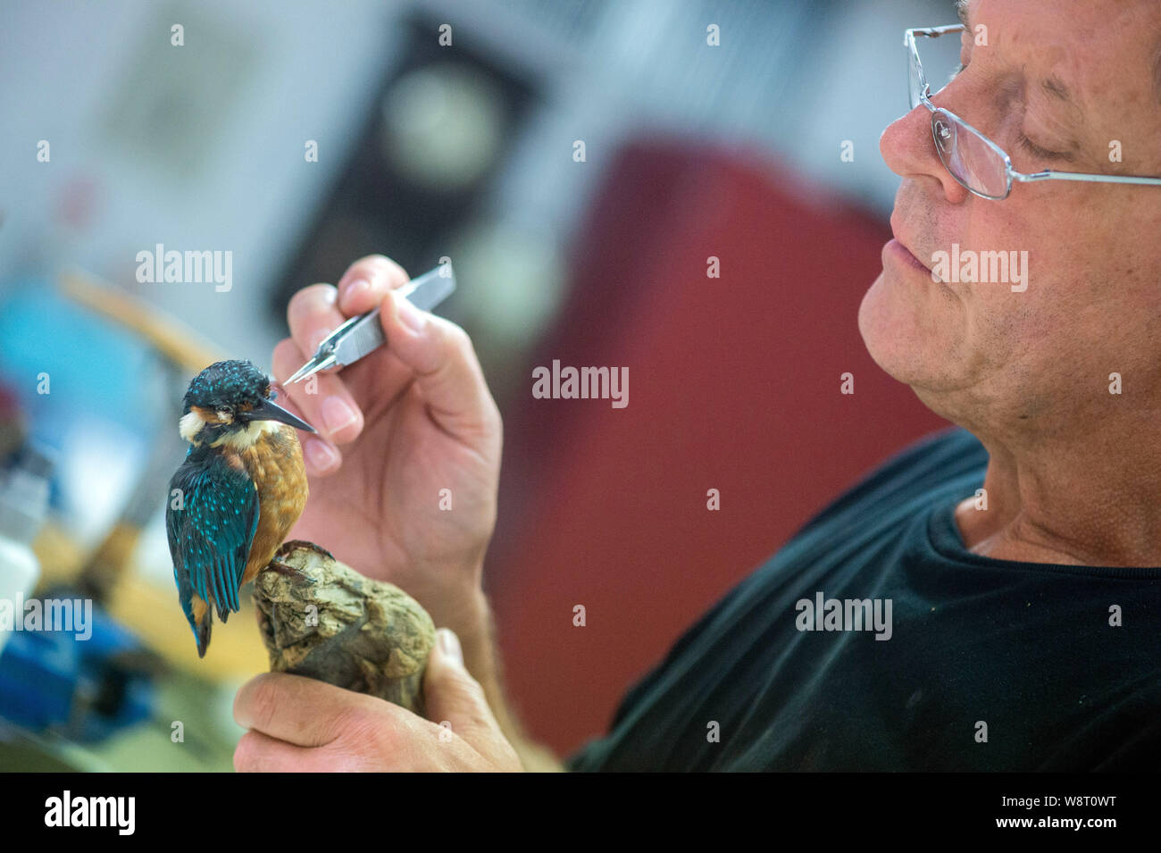 25 Juli 2019, Sachsen-Anhalt, Magdeburg: Peter Chwalisz, zoologische Präparator des Natural History Museum, arbeitet in der Zoologischen taxidermy Workshop auf dem Muster einen Eisvogel. Foto: Klaus-Dietmar Gabbert/dpa-Zentralbild/ZB Stockfoto