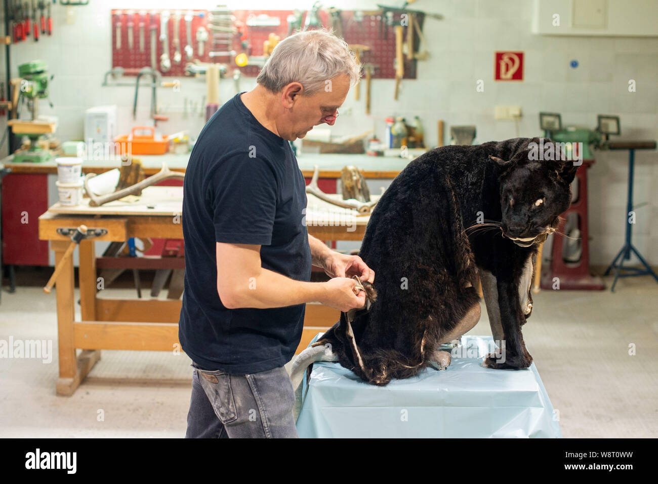 Taxidermists Stockfotos Und Bilder Kaufen Alamy