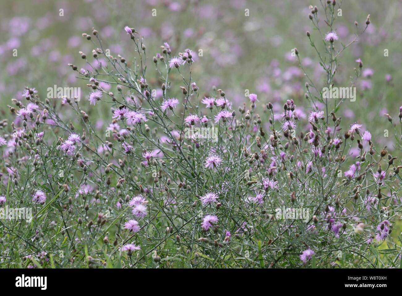 Flockenblume eine invasive Arten der Distel, die wächst auf offenen Flächen in Nordamerika gesichtet. Pressemitteilungen ein Toxin, das Wachstum von Pflanzen zu hemmen. Stockfoto