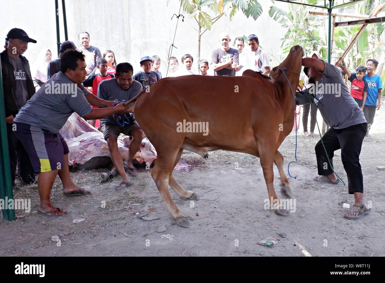 Einige Männer versuchen, eine Kuh zu fangen, die einer Tierhaltung wegläuft. Stockfoto