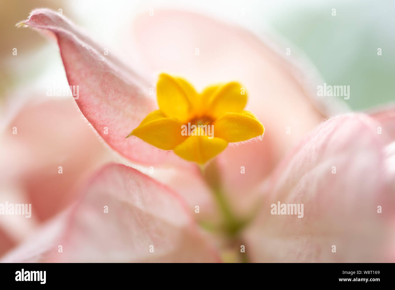 Mussaenda erythrophylla - Tropische Hartriegel einzelne gelbe Blume Soft Focus Close-up Stockfoto