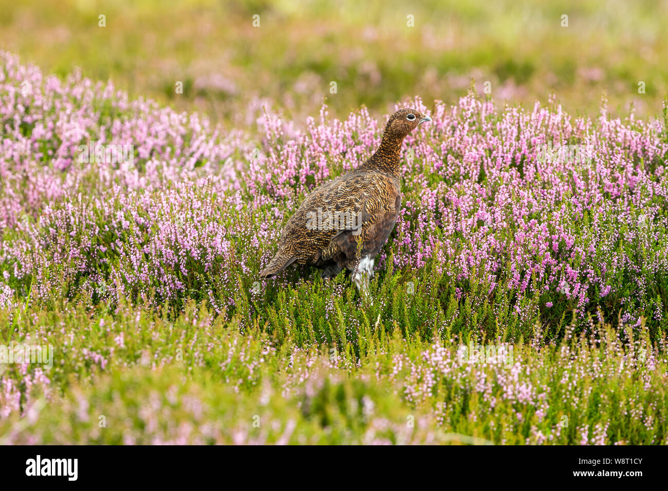 Moorschneehuhn (Wissenschaftlicher Name: Lagopus Lagopus) Junge männliche Moorschneehuhn, im natürlichen Lebensraum Moor im August stand, mit Gräsern und lila Heidekraut Stockfoto