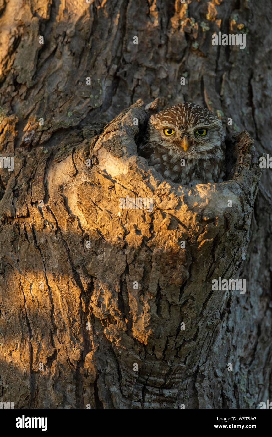 Steinkauz (Athene noctua) schaut aus Knoten Loch im Baum, Deutschland Stockfoto