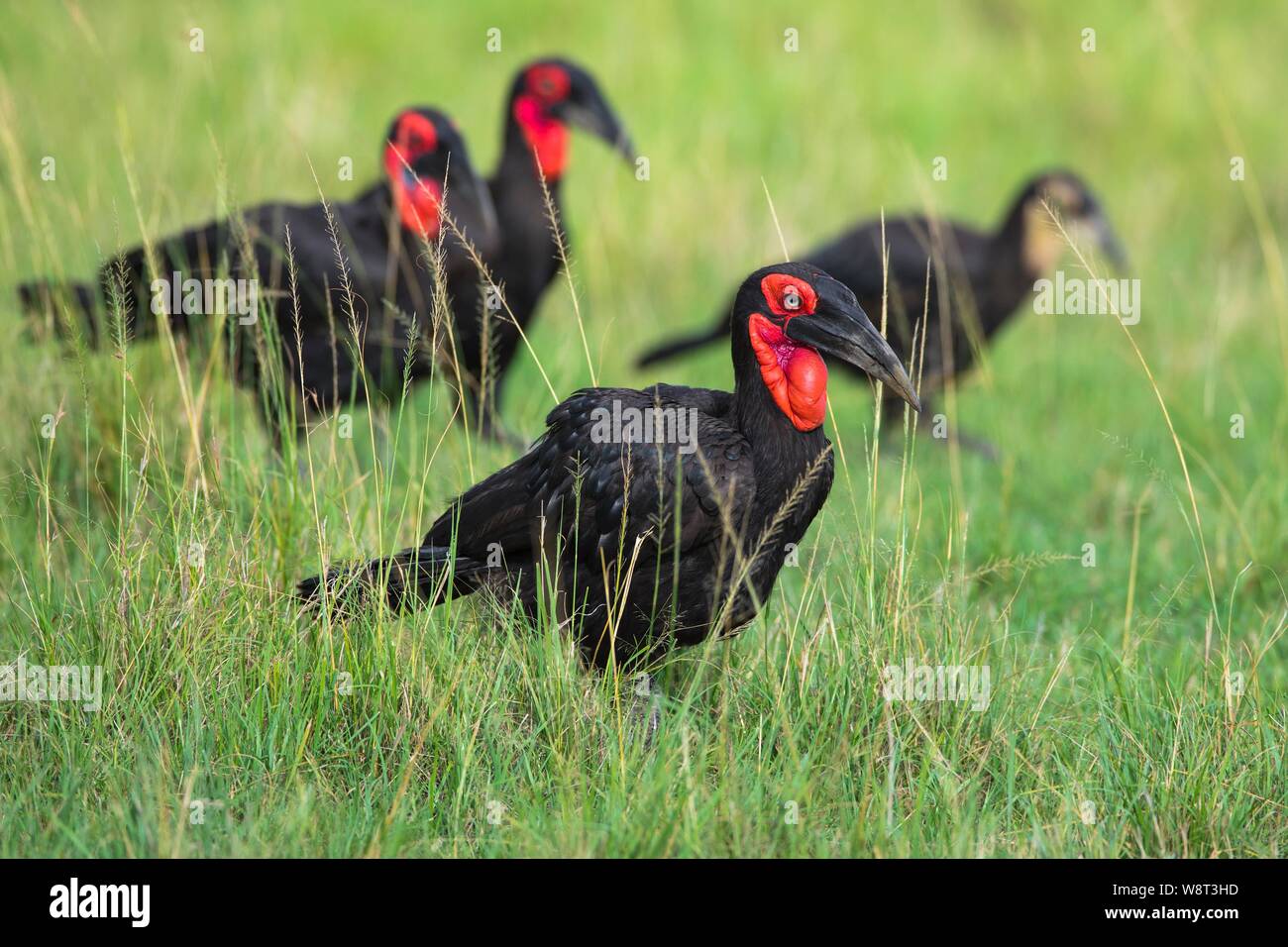 Südlichen Boden Nashornvögel (Bucorvus leadbeateri), Gruppe in Gras, Masai Mara National Reserve, Kenia Stockfoto