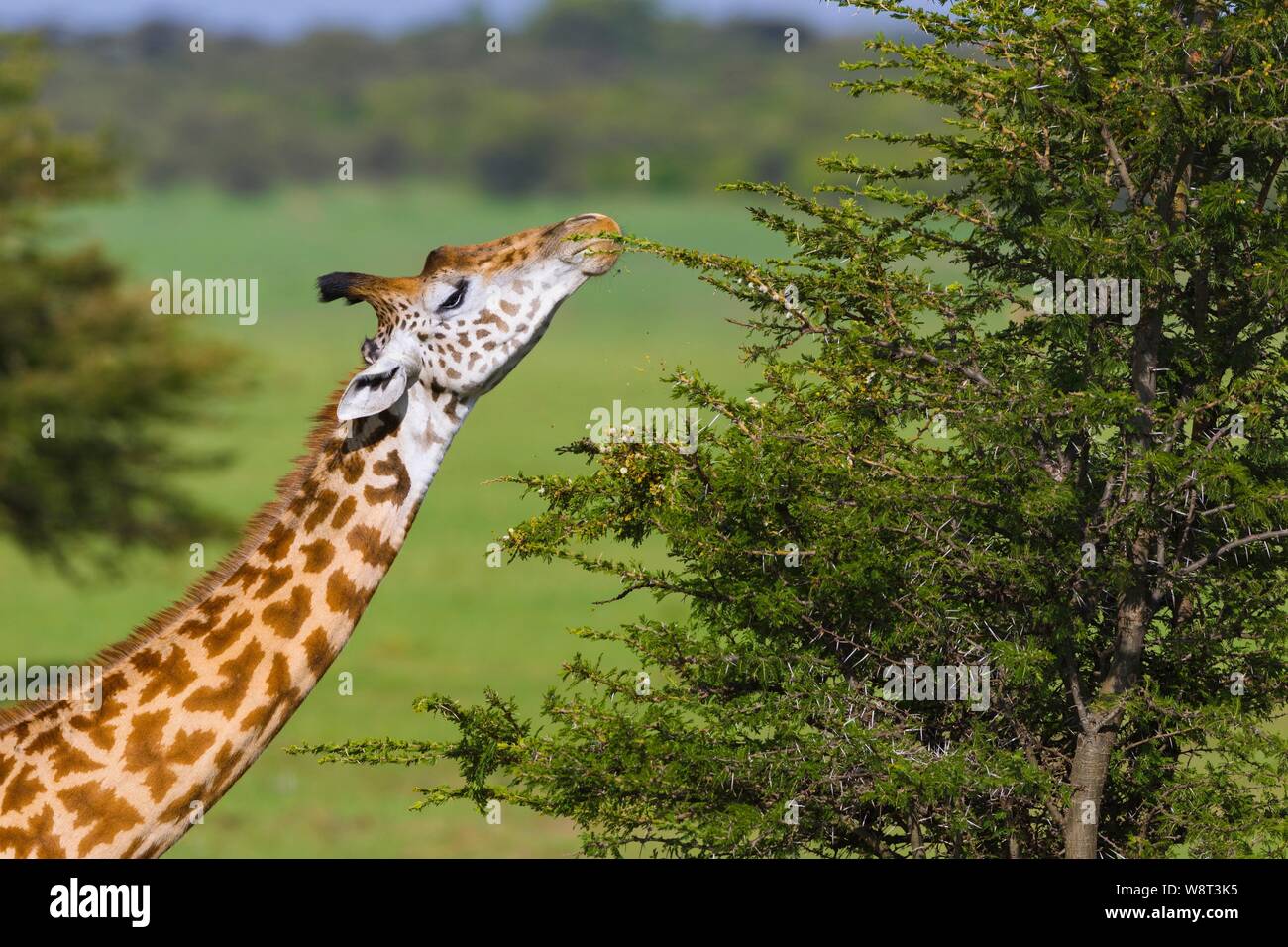 Masai Giraffe (Giraffa Camelopardalis tippelskirchi) Fütterung auf Thorn Akazie, Masai Mara National Reserve, Kenia Stockfoto