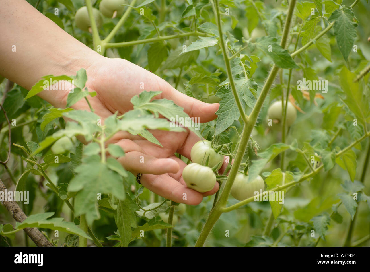 Frau wird von Hand gepflückt, unreifen Tomaten Tomate am Garten Stockfoto