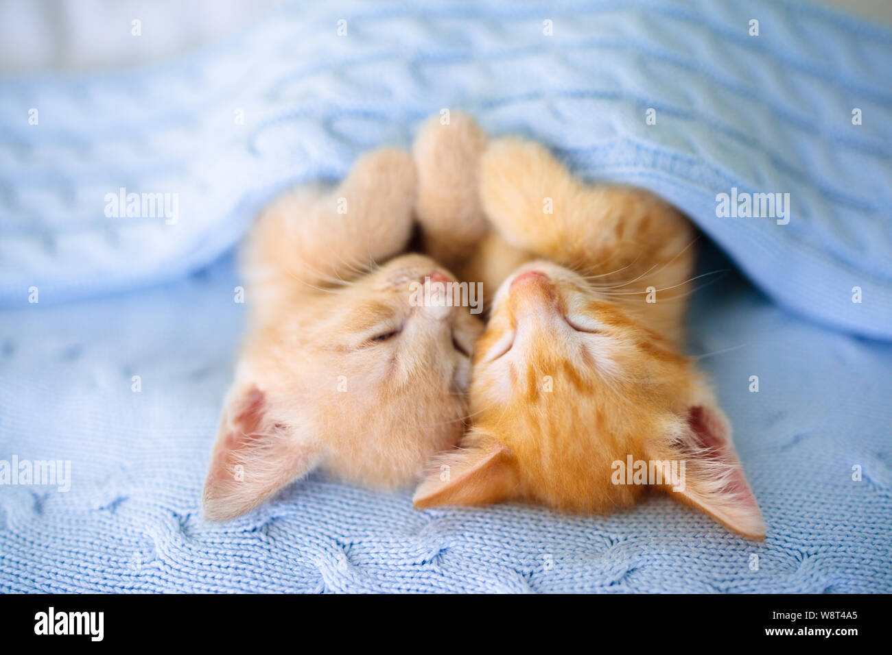 Katze Beim Schlafen Streicheln