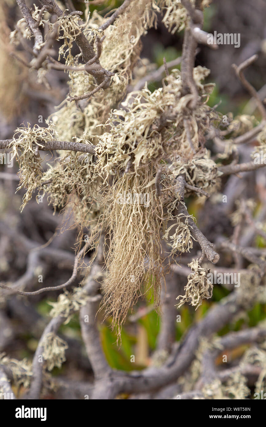 Bart wie Flechten wachsen in Zweigen, Algarve Portugal in der Nähe der Atlantikküste Stockfoto