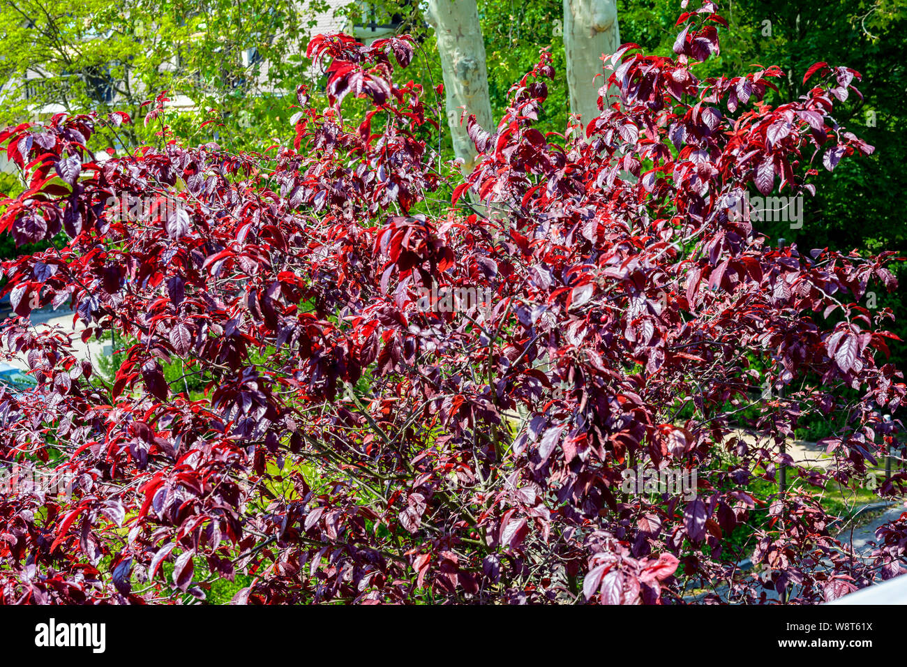 Sargent's Cherry Tree, Prunus Sargentii, Frühling Laub, Elsass, Frankreich, Europa, Stockfoto