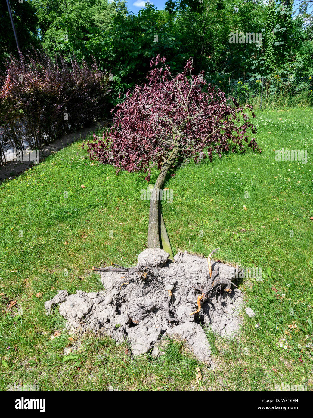 Entwurzelte Sargent Kirschbaum nach Sturm, Juni 2019, Elsass, Frankreich, Europa, Stockfoto
