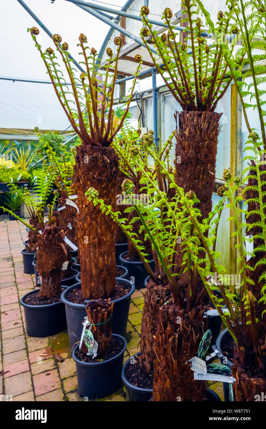 Hardy Baumfarne Dicksonia Antarctica Zierpflanzen für den Verkauf in einem Gartencenter Stockfoto