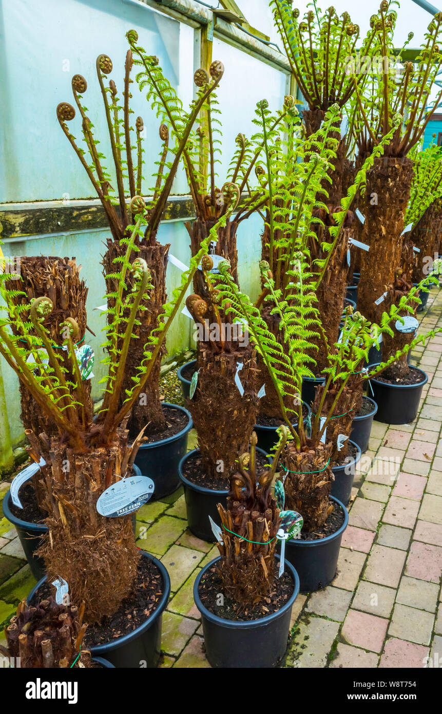 Hardy Baumfarne Dicksonia Antarctica Zierpflanzen für den Verkauf in einem Gartencenter Stockfoto