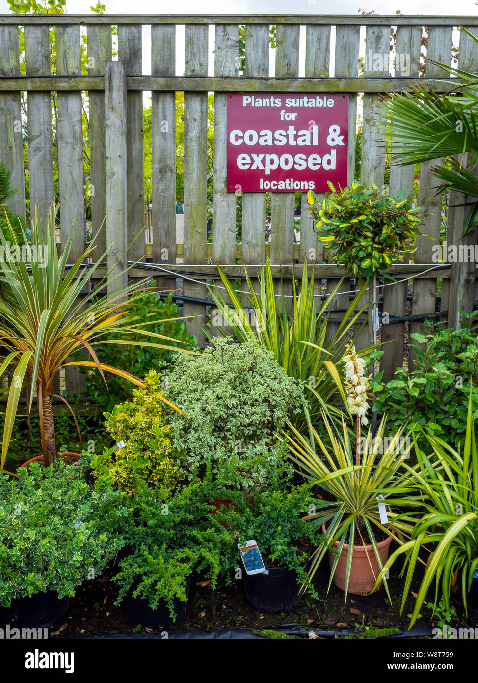 Anzeige von Anlagen geeignet für Küsten- und exponierten Standorten in einem Gartencenter in North Yorkshire Stockfoto