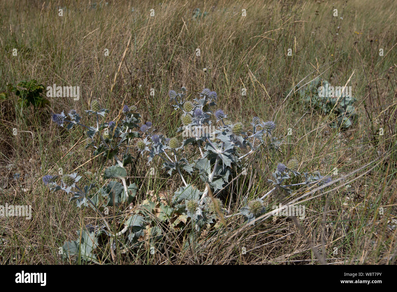Sea Holly, Eryngium maritinum, an der Küste bei Dunwich, Suffolk, Großbritannien Stockfoto