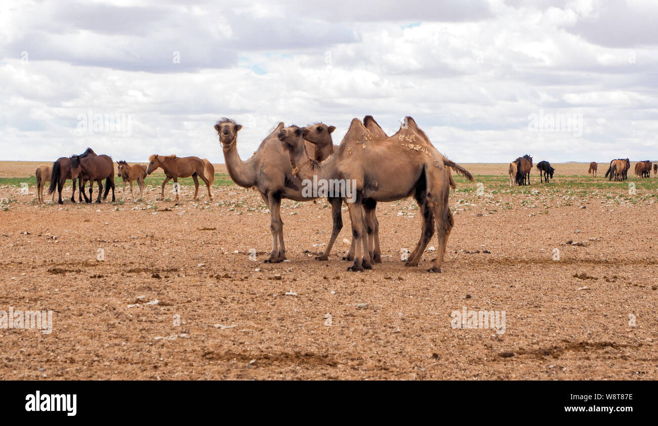 Zwei höckern Kamele in der Wüste Gobi, Mongolei Stockfoto