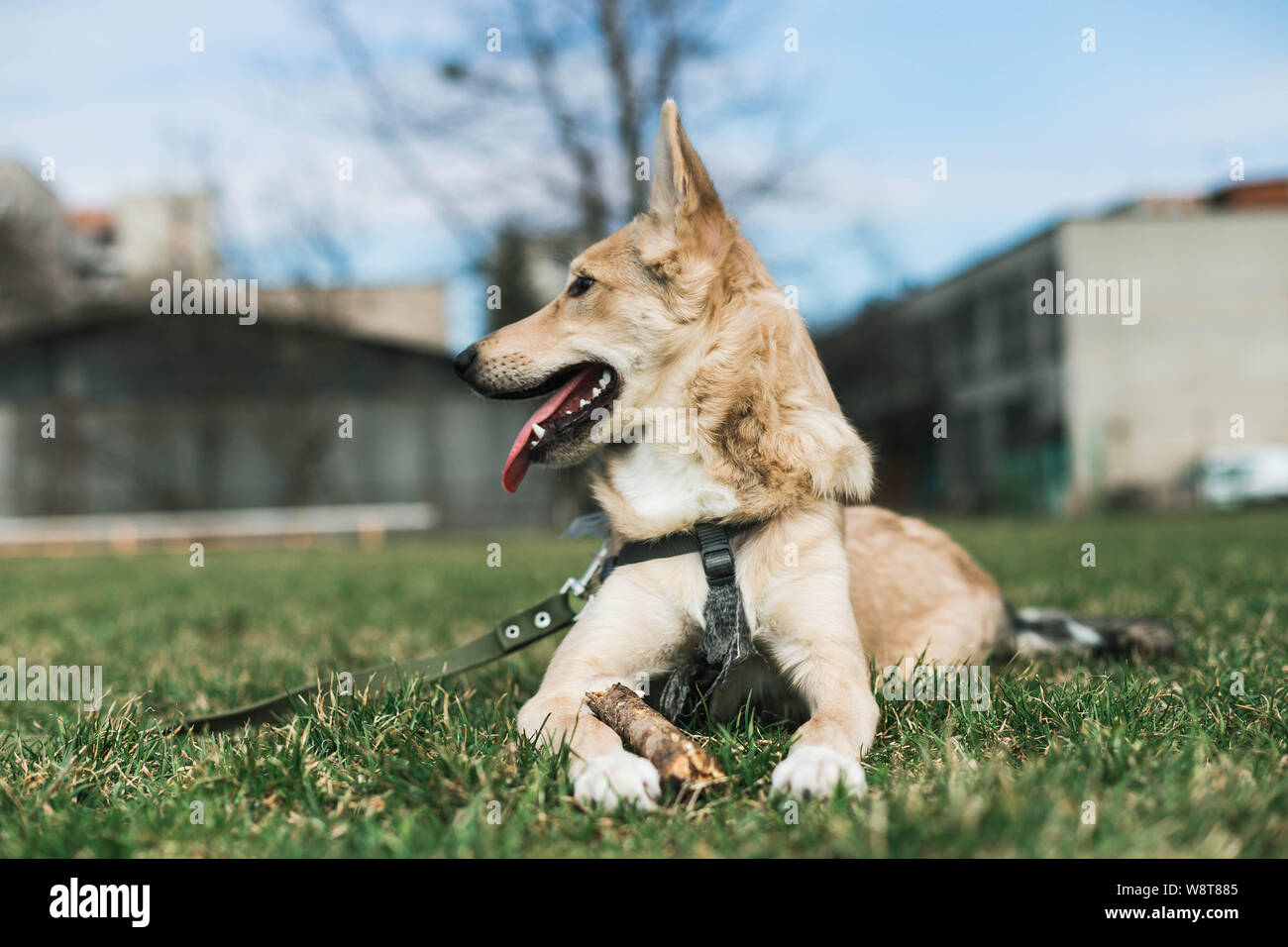 Beige schöner Hund, Husky in die Ferne schaut Stockfoto