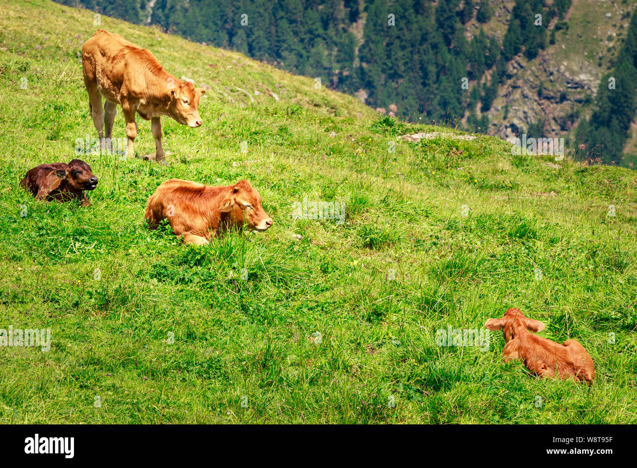 3 Kälber (2 braun, 1 schwarze) und Mutter Kuh auf einem grünen Bergwiese in den Schweizer Alpen Stockfoto