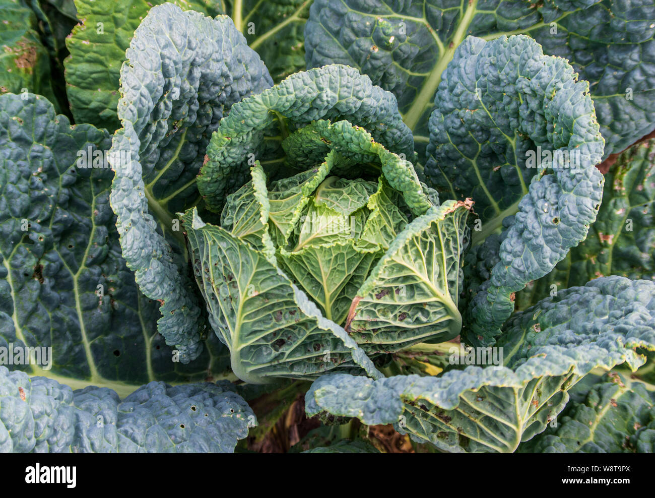Wirsing in einem organischen selbst genügend Garten wachsenden Stockfoto