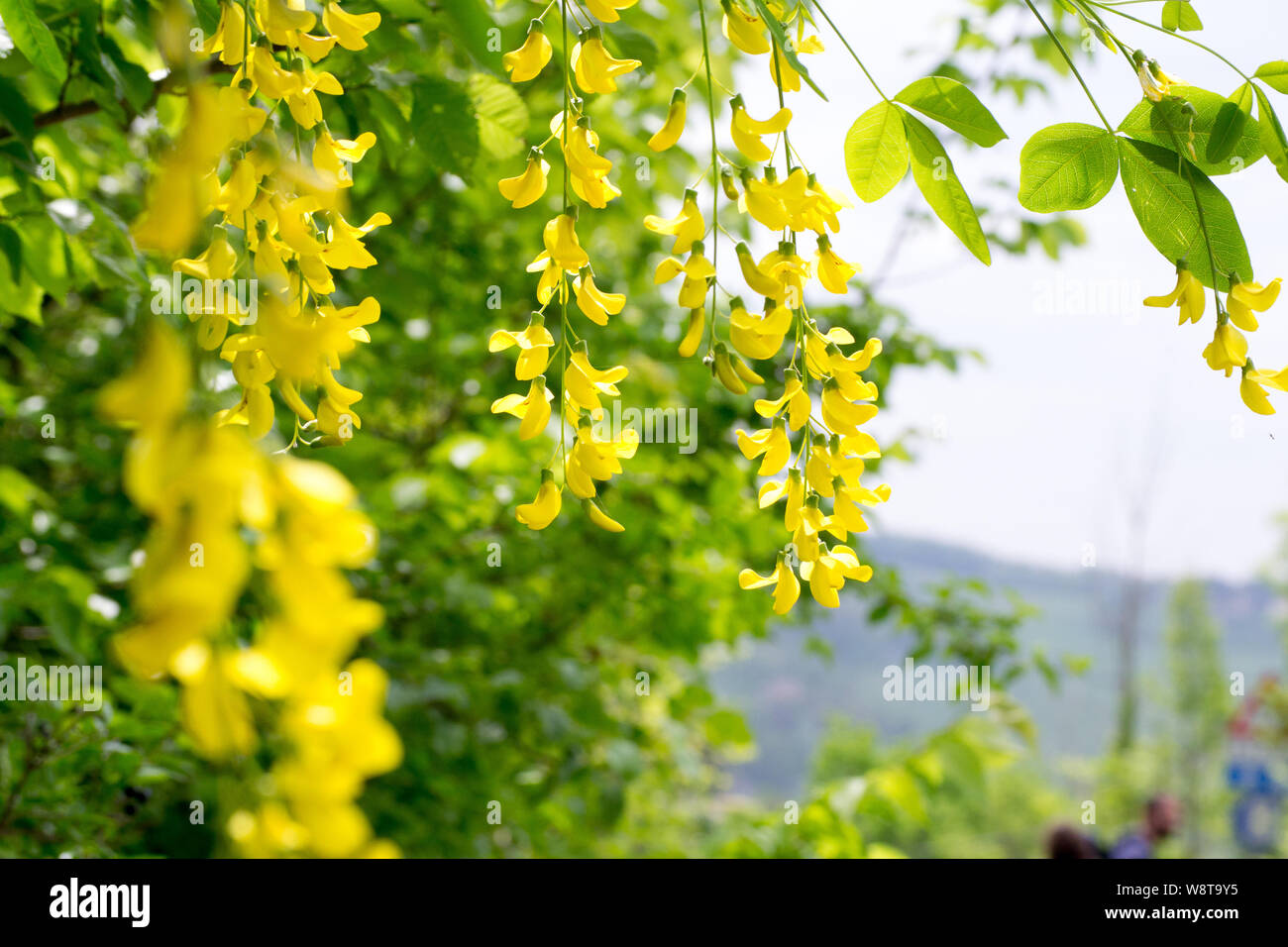 Nahaufnahme der gelben Blüten auch eine Laburn Baum bekannt als "maggiociondolo' Stockfoto