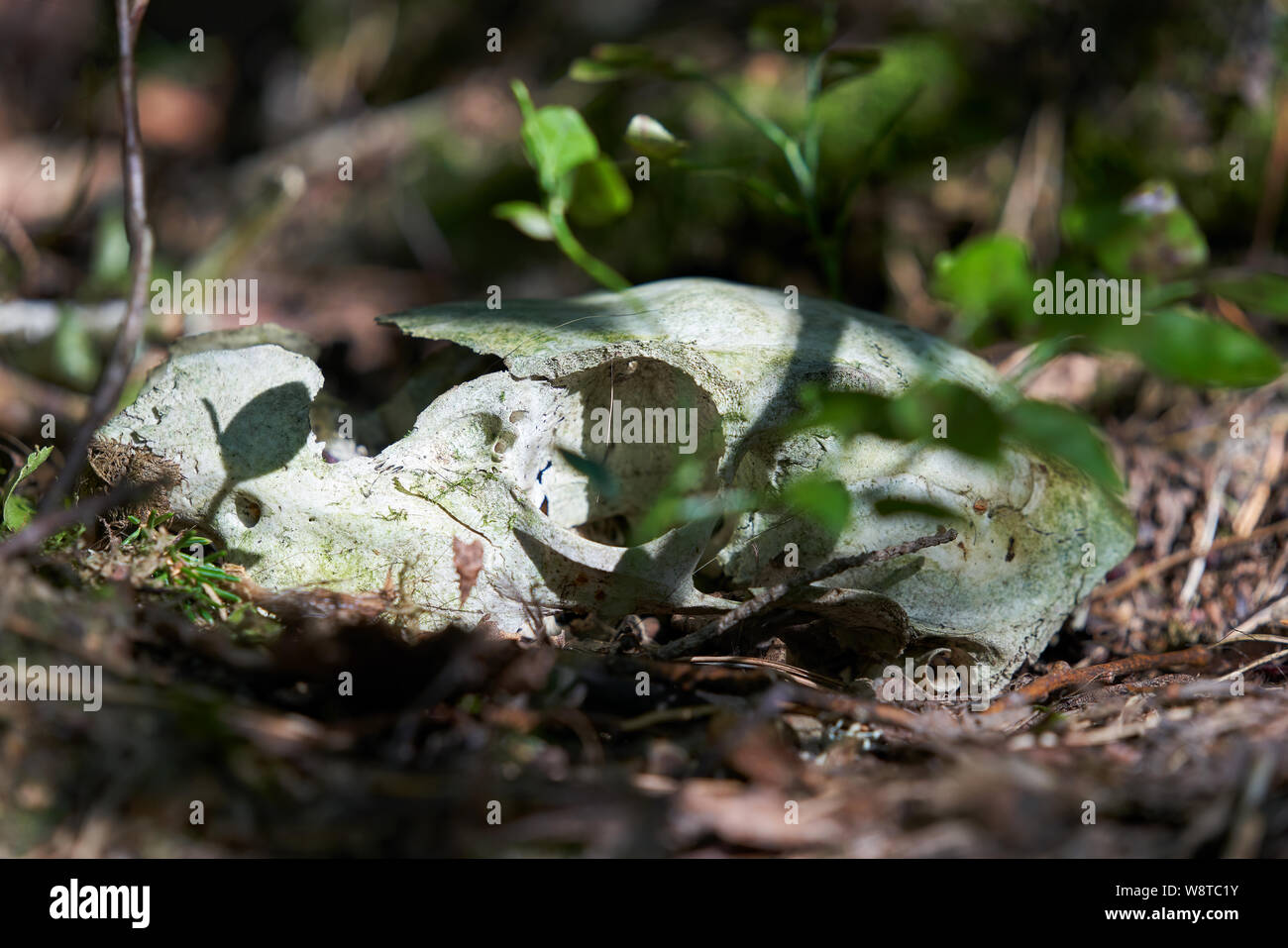 Deer skull Festlegung im Unterholz auf sonnigen Nachmittag in Westfinnland Stockfoto