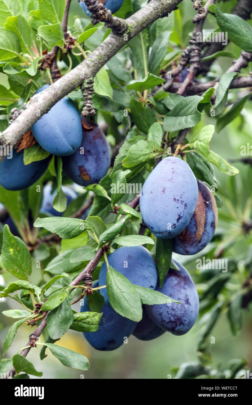 Pflaumenfrüchte auf Baumzweig, Prunus domestica Stockfoto